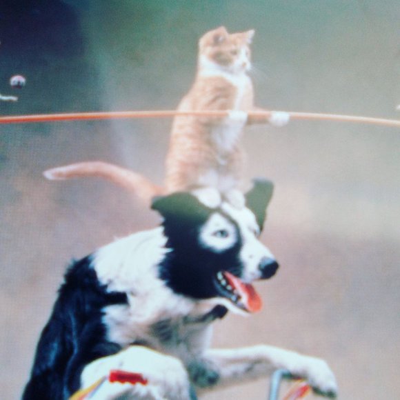 Rick Dublin "Balancing Act" art print dog on bike cat mouse 8x10 with border 5x7 - Picture 5 of 7